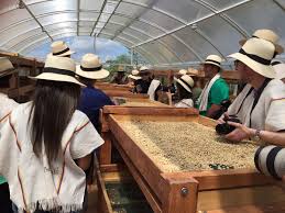 Coffee Tour - Proceso de café